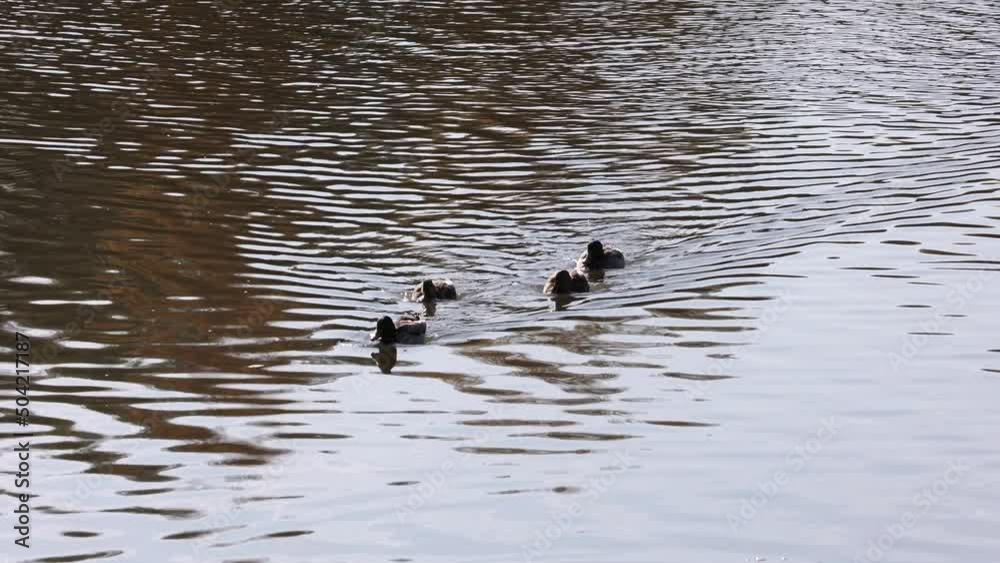 Duck Swimming On A Lake In Sunny Autumn Days. 4k