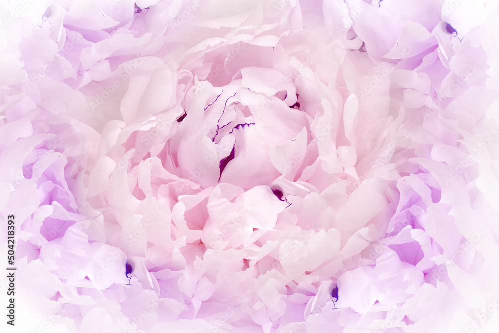 Flower light purple peony. Floral background. Close-up. Nature. Flower light purple peony. Floral background. Close-up. Nature.