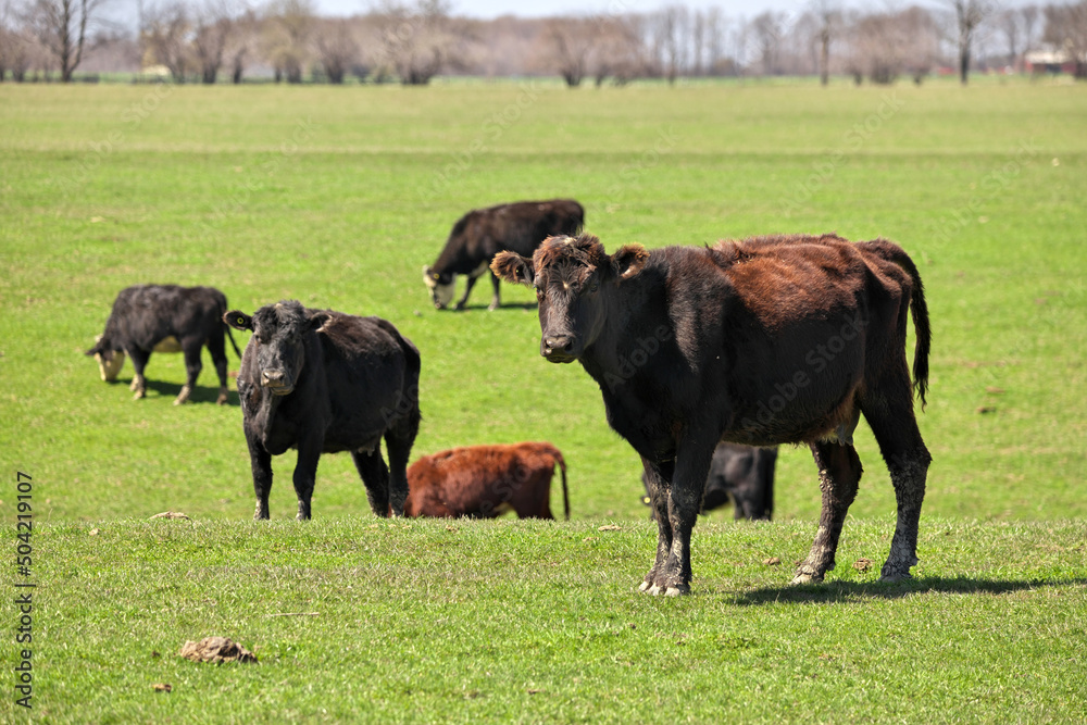 Herd of Happy Brown Black and Red Beef Cattle Cows Grazing in Field with one Looking at Camera Herd of Happy Brown Black and Red Beef Cattle Cows Grazing in Field with one Looking at Camera