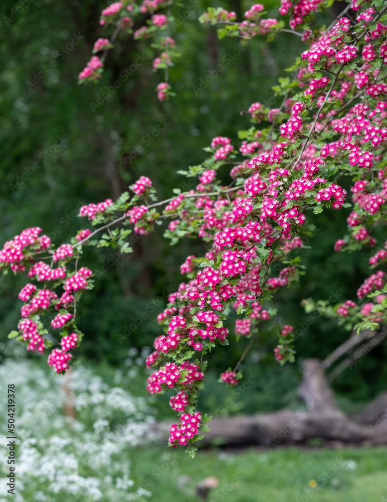 Hawthorn tree in bloom with bright red flowers, in Long Meadow, Eastcote House Gardens, west London UK. Hawthorn tree in bloom with bright red flowers, in Long Meadow, Eastcote House Gardens, west London UK.