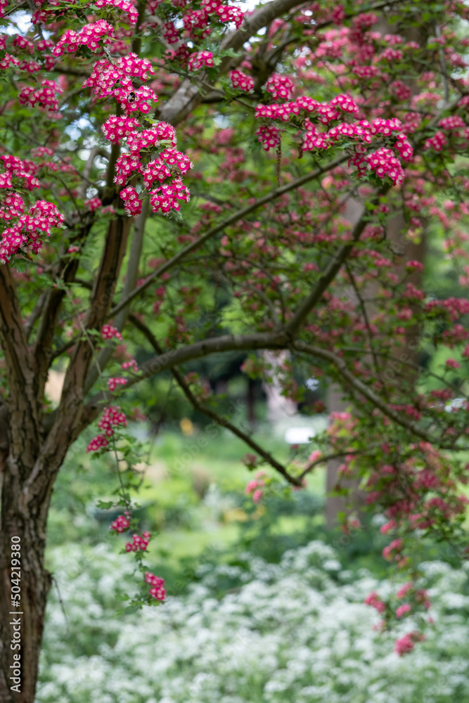 Hawthorn tree in bloom with bright red flowers, in Long Meadow, Eastcote House Gardens, west London UK. Hawthorn tree in bloom with bright red flowers, in Long Meadow, Eastcote House Gardens, west London UK.