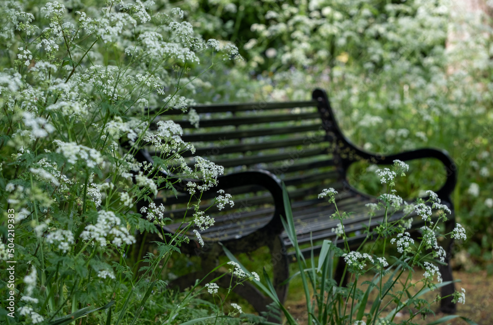 Black painted metal bench amongst the cow parsley with white flower heads at Eastcote House Gardens, Eastcote, west London UK. Black painted metal bench amongst the cow parsley with white flower heads at Eastcote House Gardens, Eastcote, west London UK.