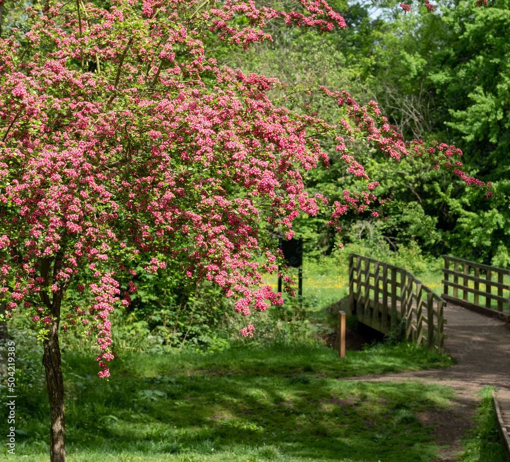 Hawthorn tree in bloom with bright red flowers, in Long Meadow, Eastcote House Gardens, west London UK. Hawthorn tree in bloom with bright red flowers, in Long Meadow, Eastcote House Gardens, west London UK.