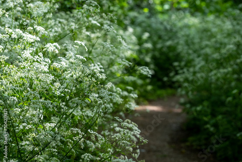 Cow parsley with white flower heads growing in the shade amongst the trees along the banks of the River Pinn in Pinner, north west London, UK.