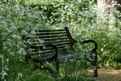 Black painted metal bench amongst the cow parsley with white flower heads at Eastcote House Gardens, Eastcote, west London UK.