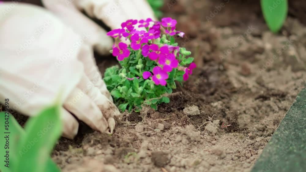 Memorial Graveyard Gravestone. Woman Planting Flowers On Grave. Flowers