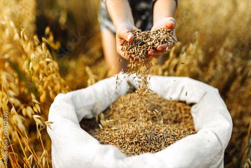 Children's hands sprinkle wheat grains. Golden seeds in the palms of a person. Wheat grains in children's hands on the background with a bag of grain. Small depth of field. Copy space