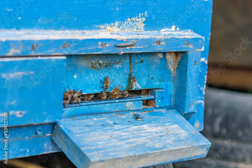 Selective focus shot of bees standing in front of blue beehive.