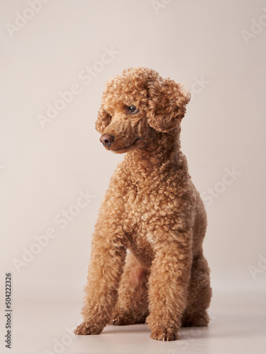 red poodle on a beige background. Portrait of a funny pet in the studio