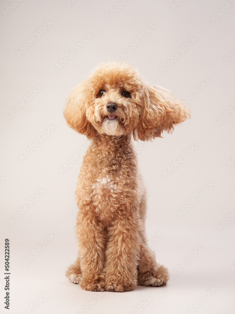 red poodle on a beige background. Portrait of a funny pet in the studio