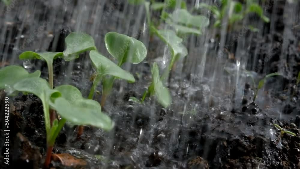 Watering radishes in a greenhouse in early spring. Watering radishes in a greenhouse in early spring.