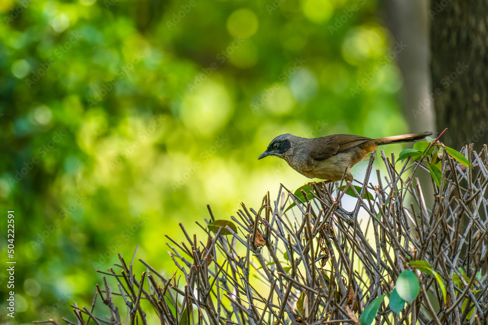 Obraz premium Masked laughingthrush