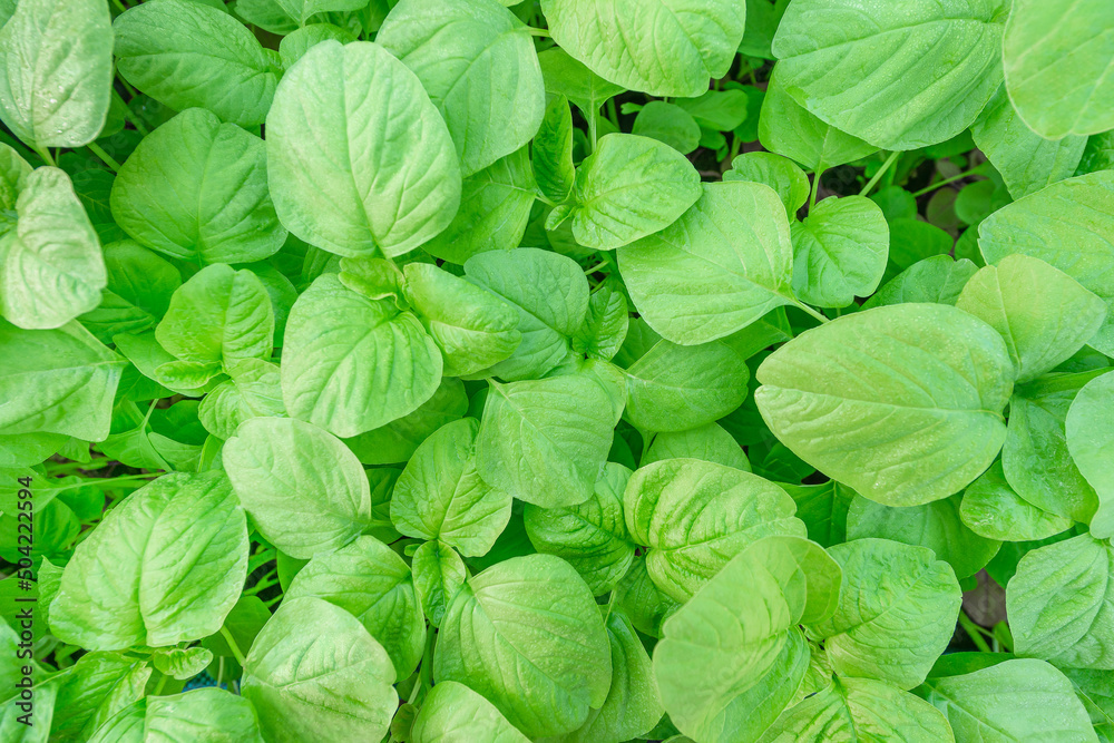 spinach vegetable fresh organic on top view background spinach vegetable fresh organic on top view background