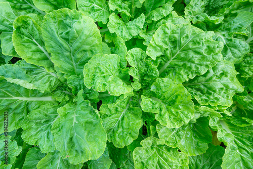 Chinese cabbage vegetable fresh organic on top view background