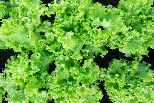 green coral vegetable fresh organic on  top view background photo