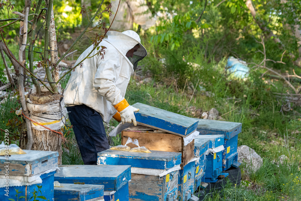 Contrasted view of beekeeper checking blue beehives with selective focus. Contrasted view of beekeeper checking blue beehives with selective focus.