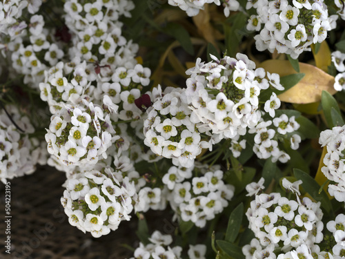 lobularia maritima flower detail close up macro photo