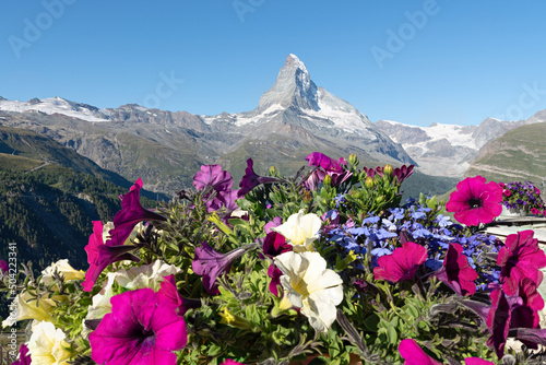 Matterhorn mountain with alpine flowers, Zermatt, Switzerland
