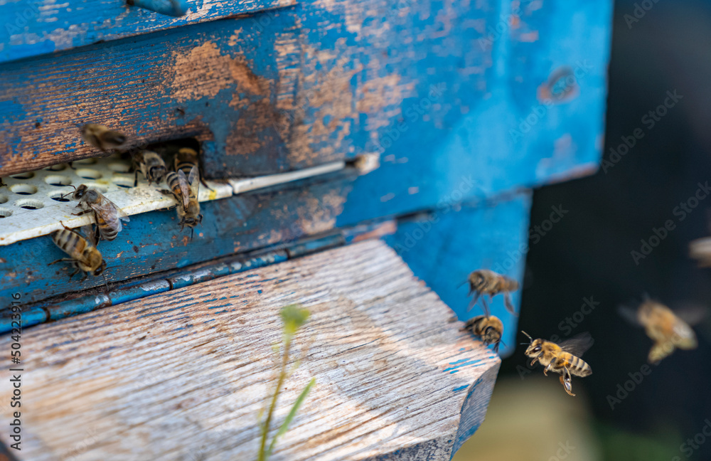 Selective focus shot of bees flying into blue hive. Selective focus shot of bees flying into blue hive.