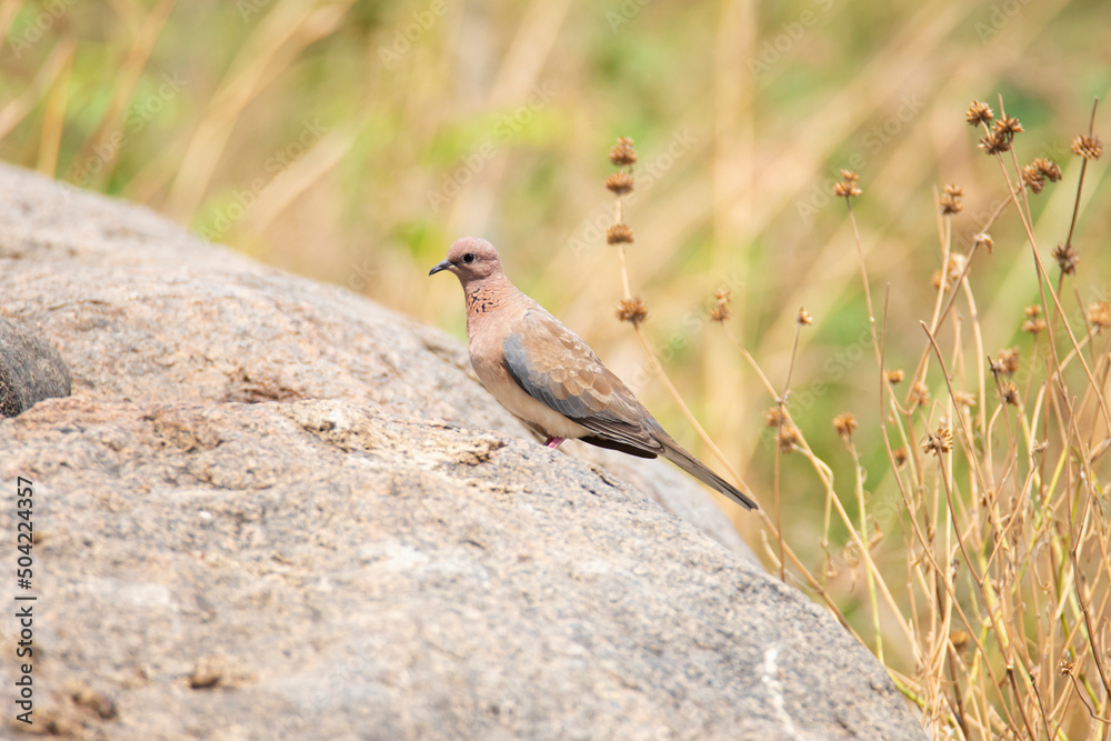 Obraz premium Laughing dove standing on a rock - Bird photography