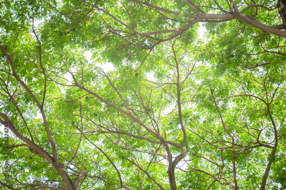 Fototapeta premium Low angle view of tree, Branch of green leaves