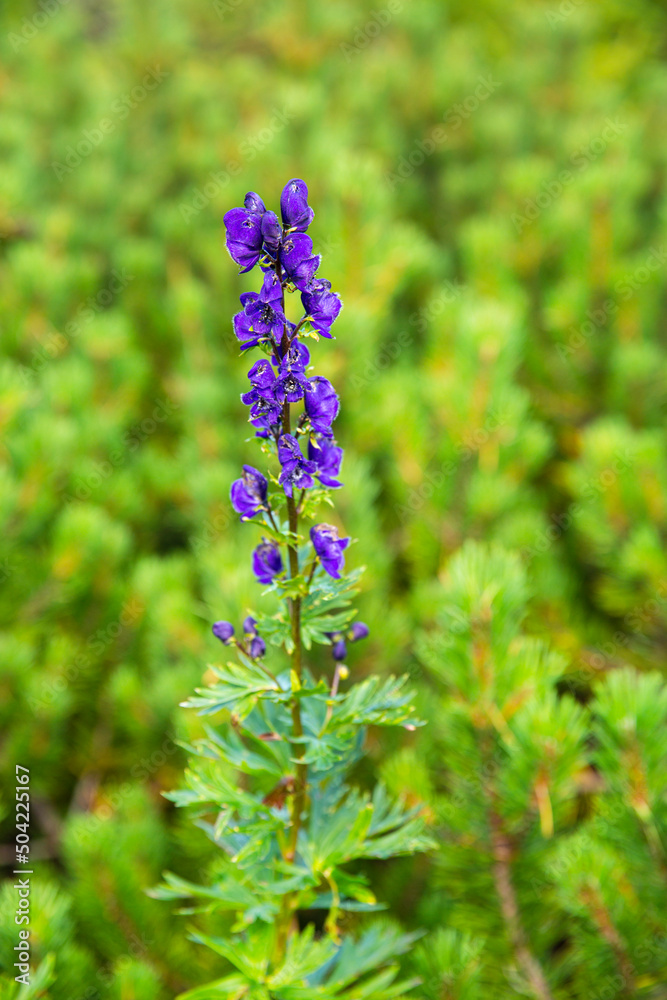 Beautiful violet flower in bright green grass, macro. Beautiful violet flower in bright green grass, macro.