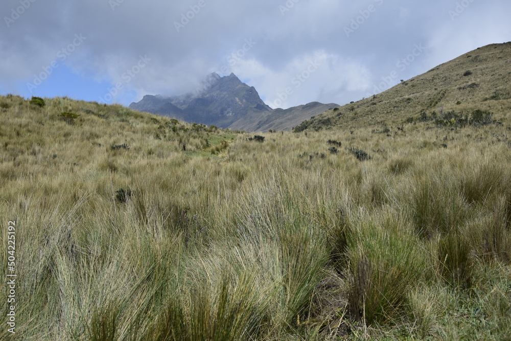 vegetation on the trail to the mountains in the vicinity Rucu Pichincha volcano, Andes mountains, Quito