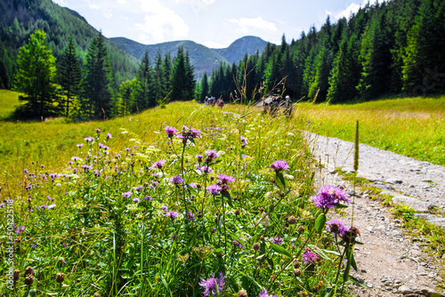 Beautiful mountains path with flowers in bright sunny day. 
