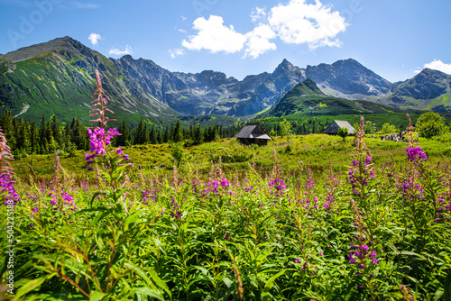 Beautiful summer flowers in the valley. High mountains on the background. Sunny summer day. 