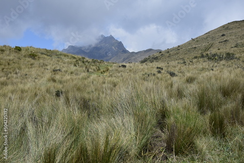 vegetation on the trail to the mountains in the vicinity Rucu Pichincha volcano  Andes mountains  Quito