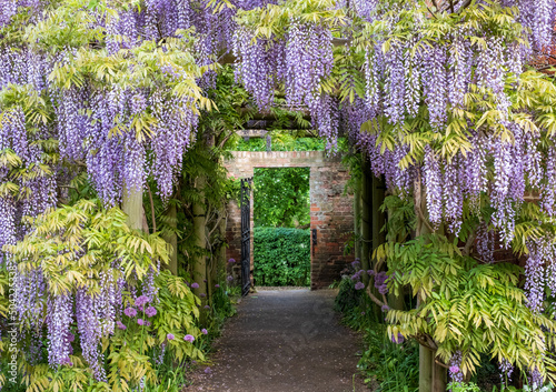 Photography Wisteria tunnel at Eastcote House Gardens, London Borough of Hillingdon