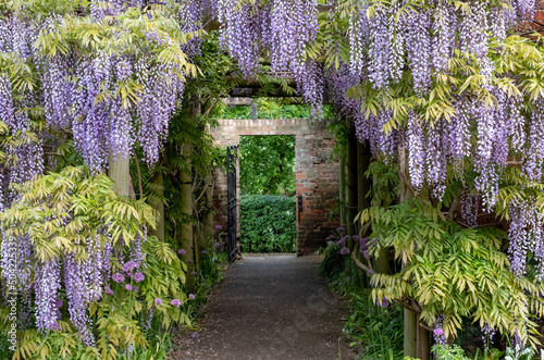 Fototapeta Naklejka Na Ścianę i Meble -  Wisteria tunnel at Eastcote House Gardens, London Borough of Hillingdon. Photographed on a sunny day in mid May when the purple flowers are in full bloom.