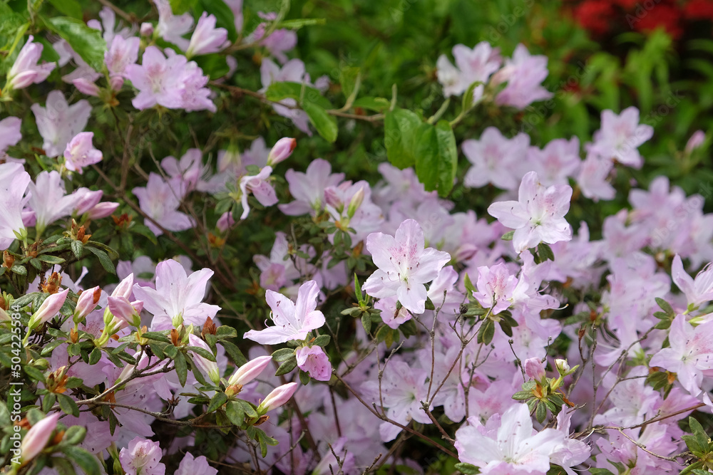 Pale pink Rhododendron 'mucronatum' in flower.