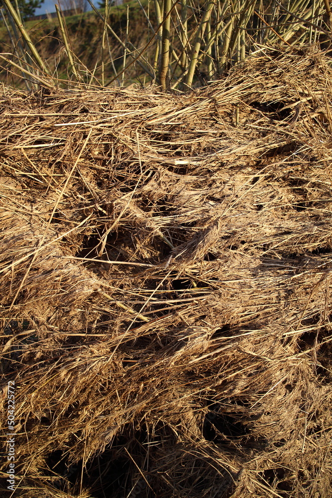 dry yellow grass in spring