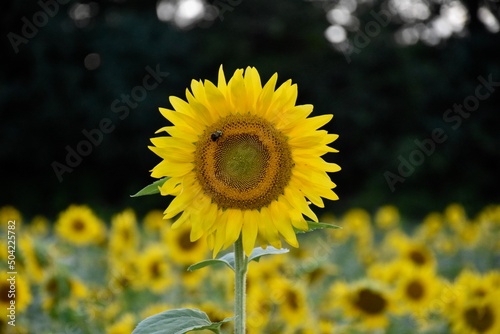 sunflower in the field