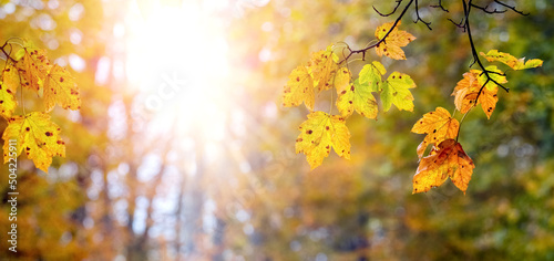 Autumn background with colorful maple leaves in the forest in sunny weather