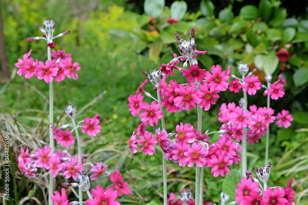 Pink mealy primrose in flower.