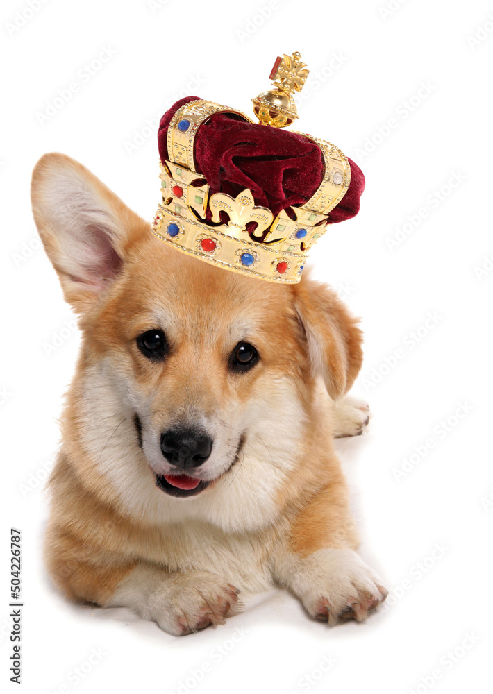 Corgi dog wearing a crown for the royal jubilee celebration cutout on a white background - obrazy, fototapety, plakaty 