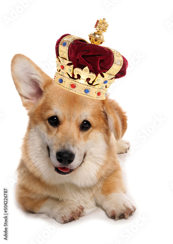 Fotografia Corgi dog wearing a crown for the royal jubilee celebration cutout on a white ba