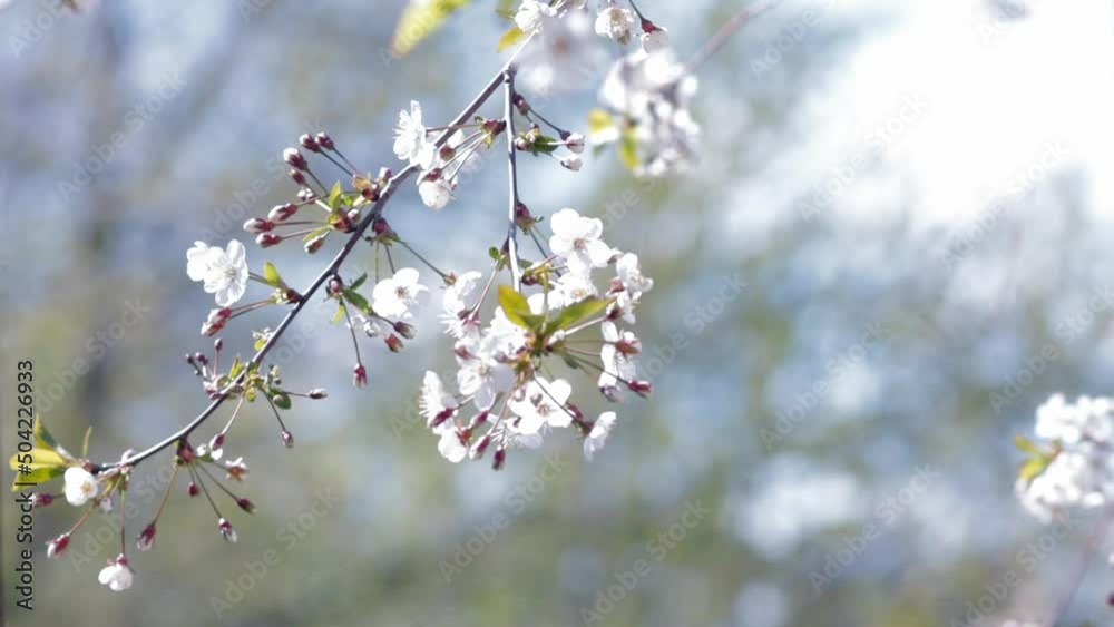 cherry blossoms, trees swaying in the wind, fruit orchards blooming cherry blossoms, trees swaying in the wind, fruit orchards blooming