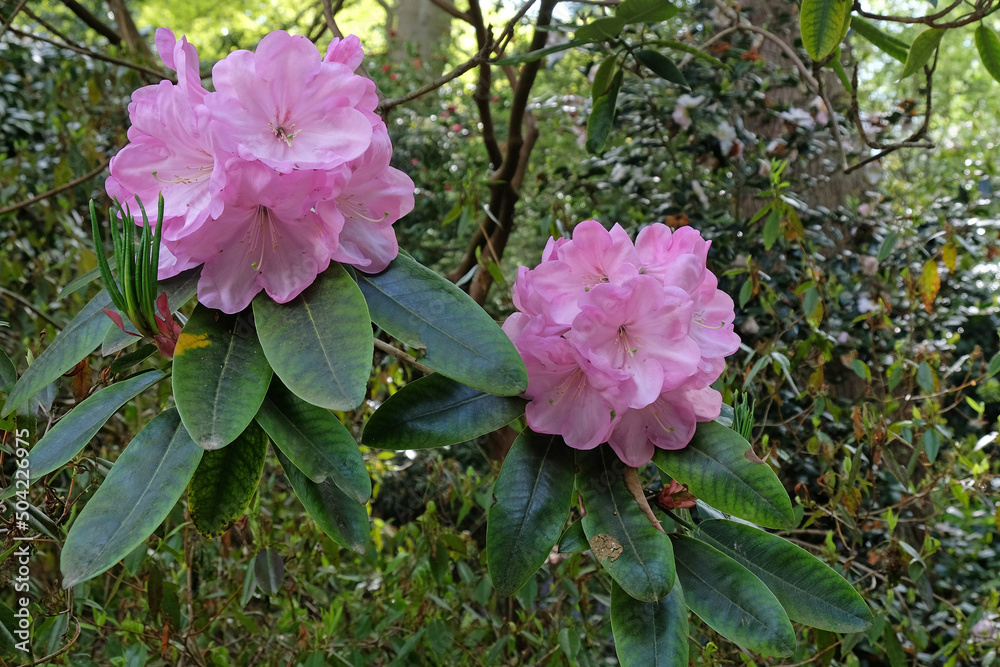 Pale pink Rhododendron in flower.
