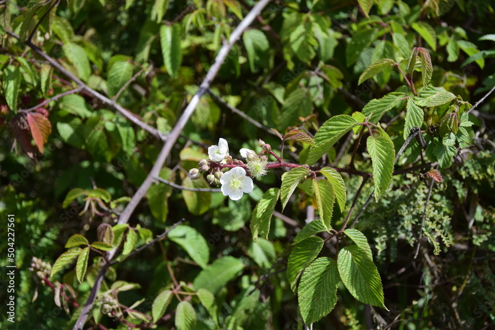 White beautiful flowers in the tree blooming in the early spring, backgroung blured White beautiful flowers in the tree blooming in the early spring, backgroung blured