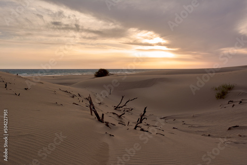 Dry twigs in the desert, Patara Sand Dunes in Turkey