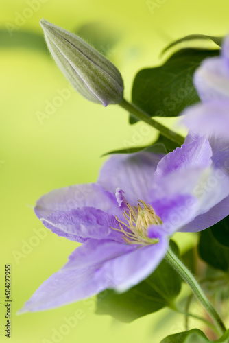 clematis flowers in purple