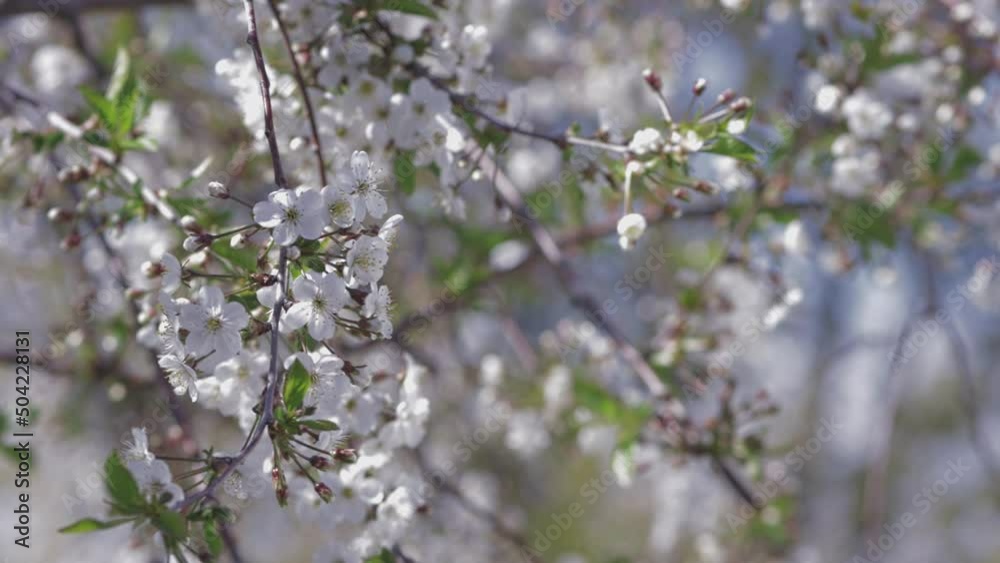 cherry blossoms, trees swaying in the wind, fruit orchards blooming cherry blossoms, trees swaying in the wind, fruit orchards blooming