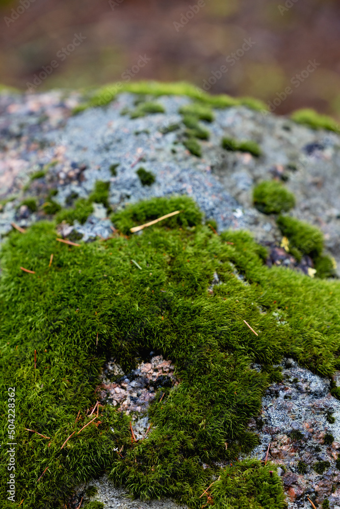 Obraz premium scotch or irish moss growing on a stone in the shape of a heart. Concept of loving to garden.