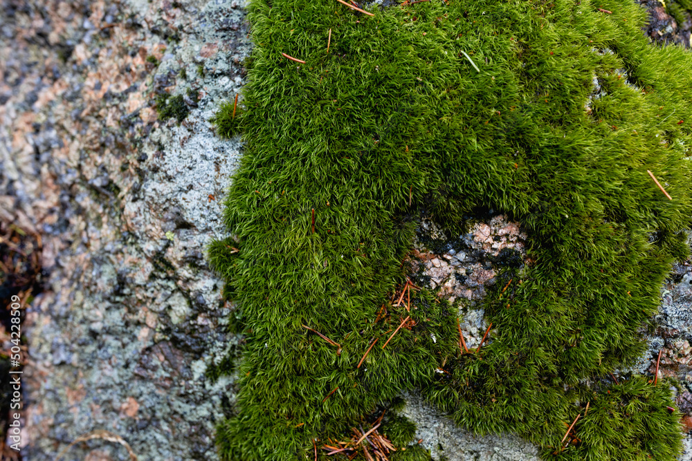 Fototapeta premium scotch or irish moss growing on a stone in the shape of a heart. Concept of loving to garden.
