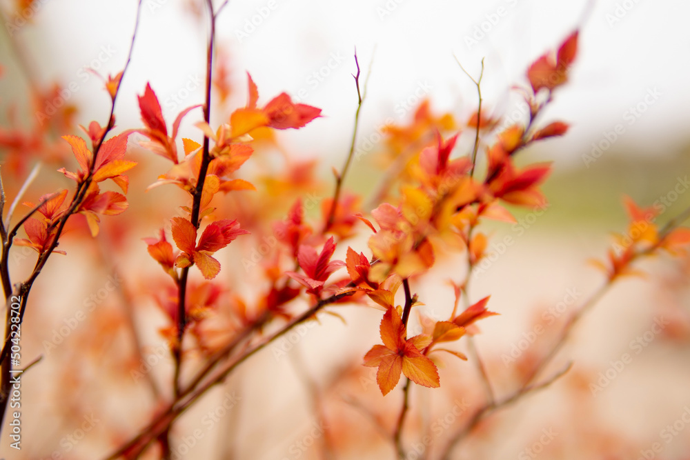 Beautiful flowering buds, the revival of nature, the background, macro photography of flowers, blooming leaves. Beautiful red branches with red leaves, nature background. Beautiful flowering buds, the revival of nature, the background, macro photography of flowers, blooming leaves. Beautiful red branches with red leaves, nature background.