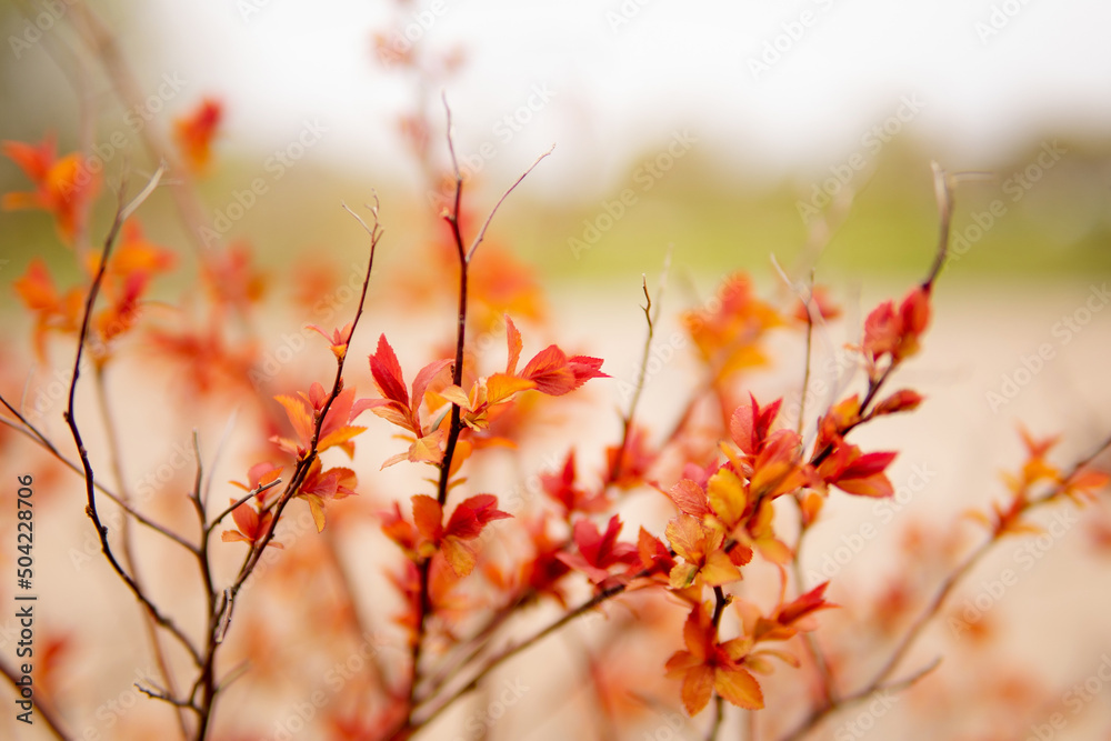 Beautiful flowering buds, the revival of nature, the background, macro photography of flowers, blooming leaves. Beautiful red branches with red leaves, nature background. Beautiful flowering buds, the revival of nature, the background, macro photography of flowers, blooming leaves. Beautiful red branches with red leaves, nature background.
