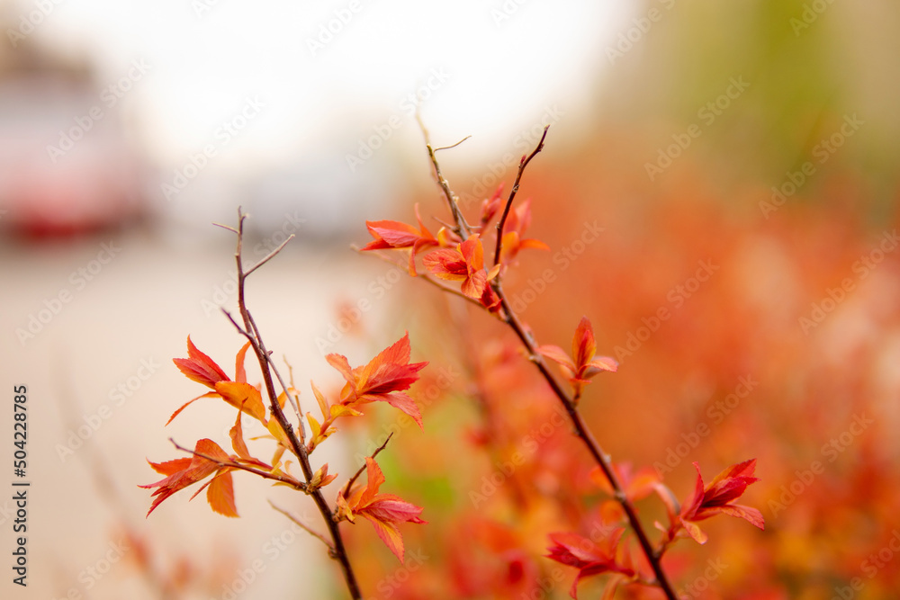 Beautiful flowering buds, the revival of nature, the background, macro photography of flowers, blooming leaves. Beautiful red branches with red leaves, nature background. Beautiful flowering buds, the revival of nature, the background, macro photography of flowers, blooming leaves. Beautiful red branches with red leaves, nature background.